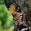 Dudek chocholaty - Upupa epops - Eurasian Hoopoe 0051